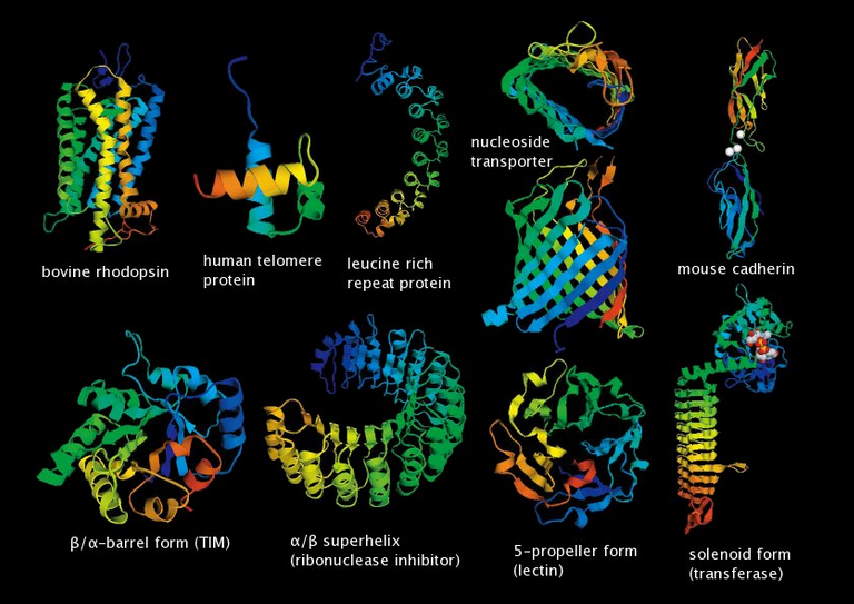 تقسیم بندی پروتئینها از لحاظ ترکیب ساختمانی