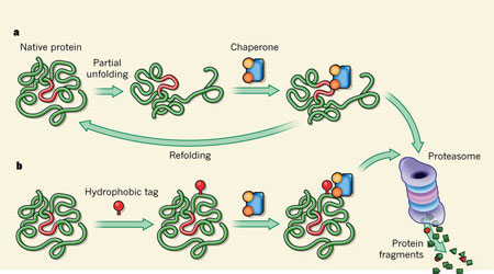 طبقه بندی پروتئین ها از نظر عمل