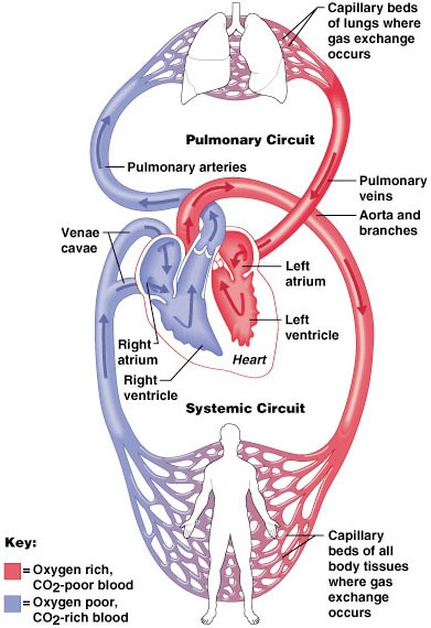 اناتومی قلب فیزیولوژی قلب قلب و عروق
