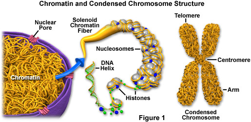 ساختار و عمل پروتئین ها 