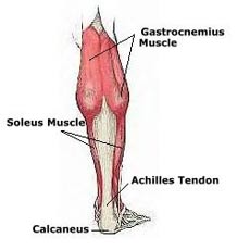 عضلات ساق